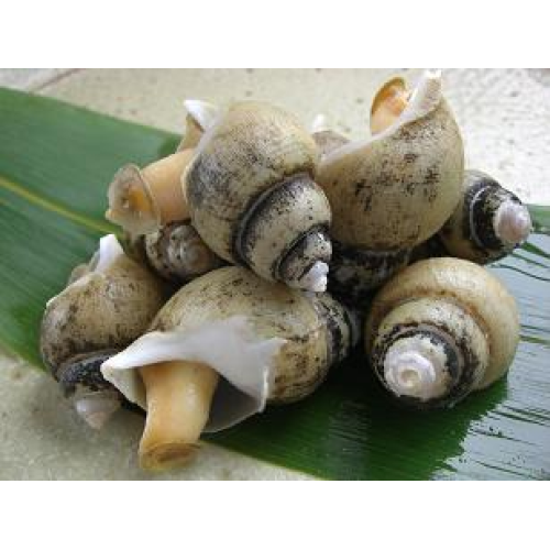 ばい貝酒煮